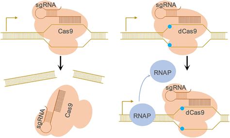 lv et al application of crispri|Gene Silencing Through CRISPR Interference in Bacteria.